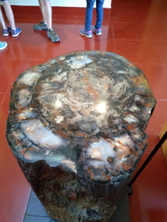 petrified forest visitor wood